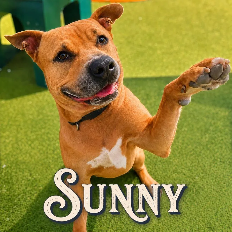Sunny thumbnail 3