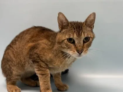 An adult small-sized male Domestic Short Hair cat named Capybara for adoption in Woodbury, MN
