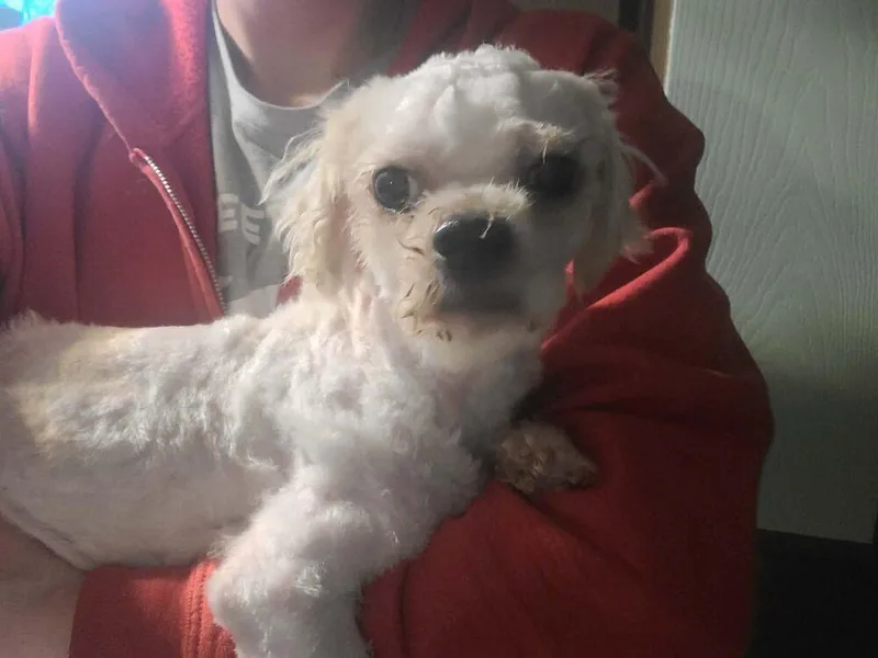 An adult small-sized male White / Cream Poodle dog named Waldo for adoption in Groveland, MA