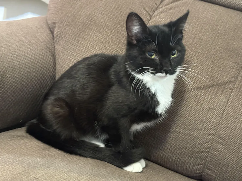 A baby medium-sized female Black & White / Tuxedo Domestic Short Hair cat named Jasmine for adoption in Albany, NY