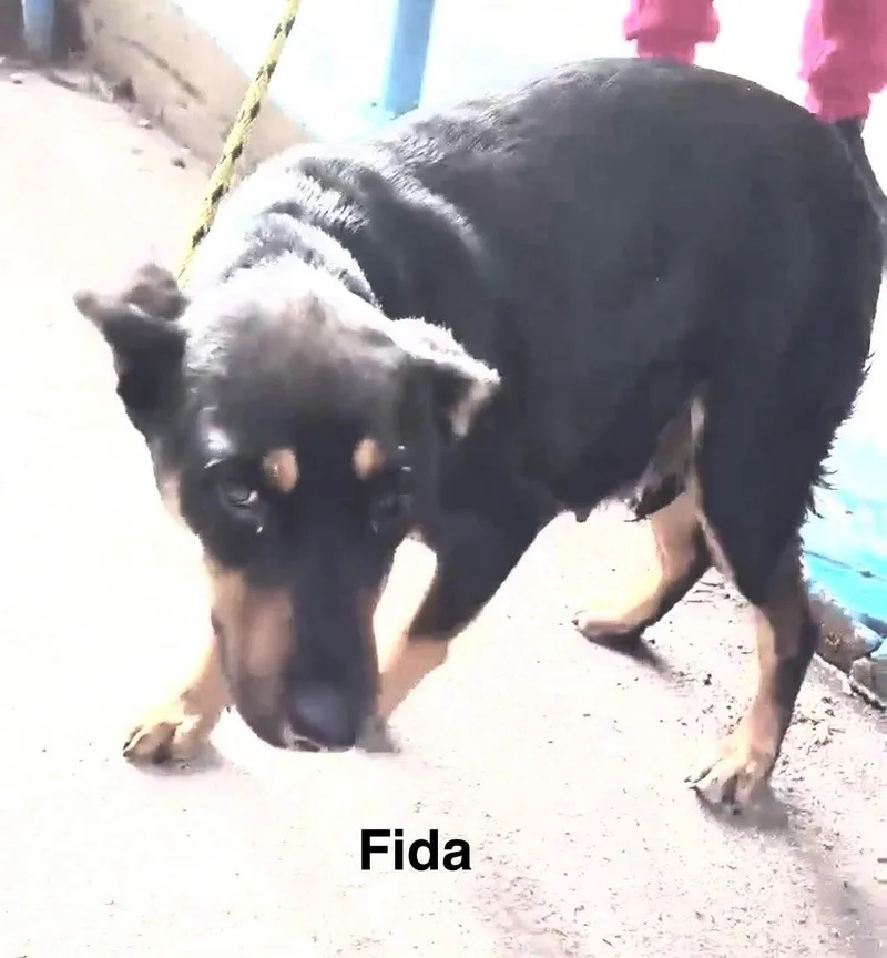Fida
