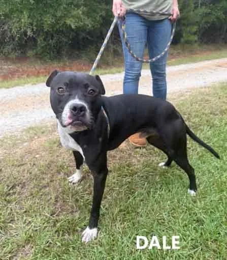 An adult medium-sized male Labrador Retriever dog named Dale for adoption in Washington, GA