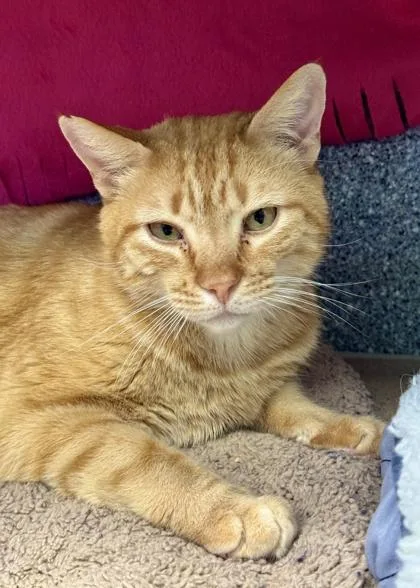 An adult medium-sized male Domestic Short Hair cat named Tony The Tiger for adoption in Madison, NJ