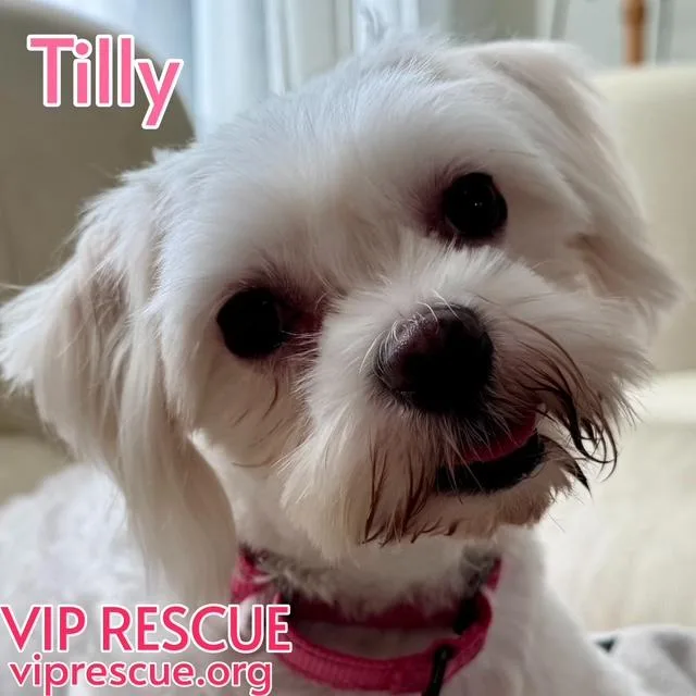 Tilly  St Petersburg thumbnail 2