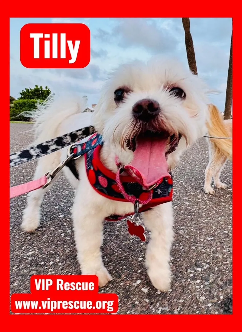 Tilly  St Petersburg thumbnail 4
