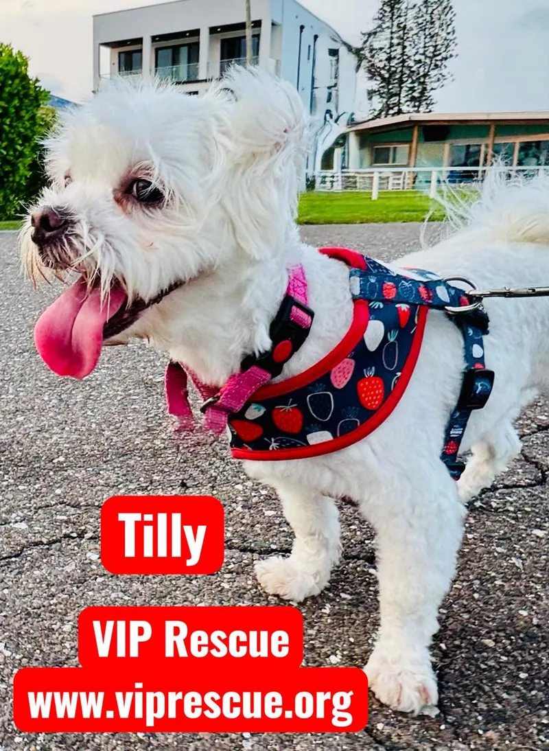 Tilly  St Petersburg thumbnail 6