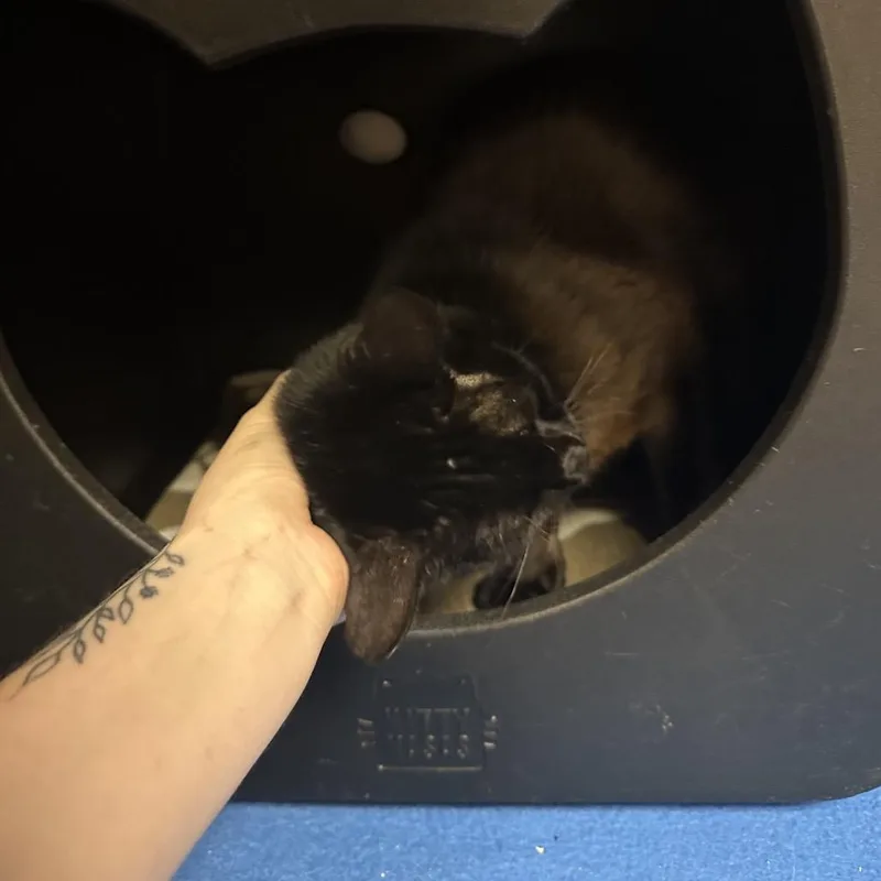 A young medium-sized male Black Domestic Short Hair cat named TMoney for adoption in Titusville, FL
