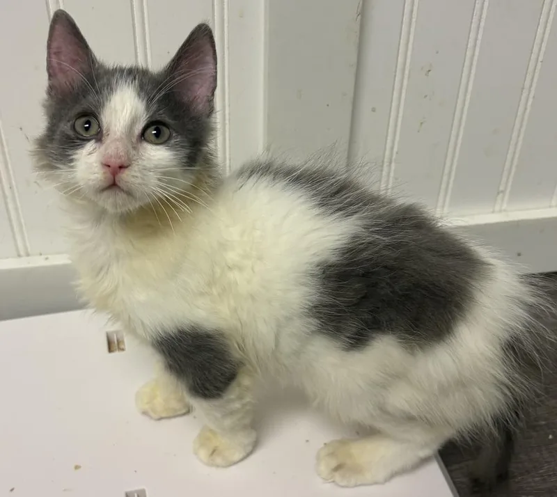 A baby small-sized male Gray & White Domestic Long Hair cat named Carl for adoption in Telford, PA