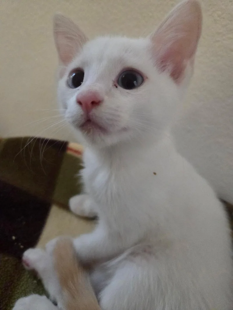 A baby medium-sized male Siamese cat named Bow for adoption in saugus, CA