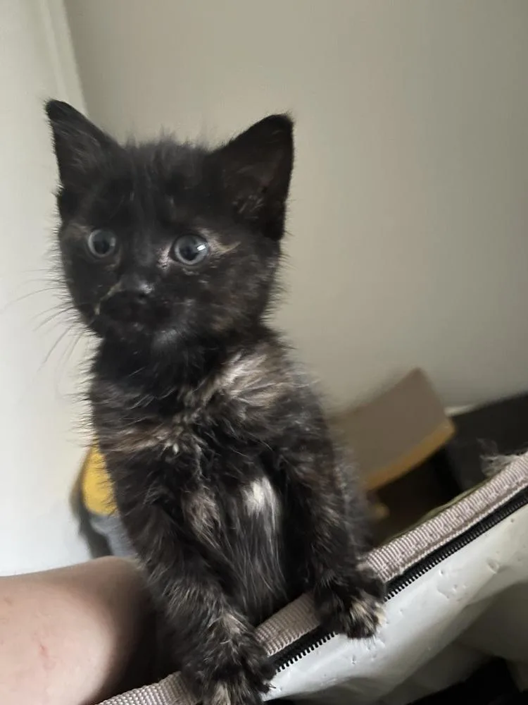 A baby small-sized female Domestic Short Hair cat named Kiwie for adoption in Fremont, NE