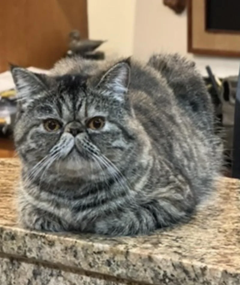 Lola thumbnail 5