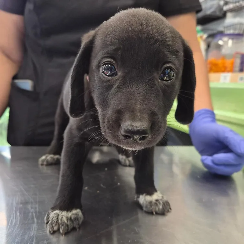 A baby small-sized female Black Retriever dog named Cloe for adoption in Montgomery, AL
