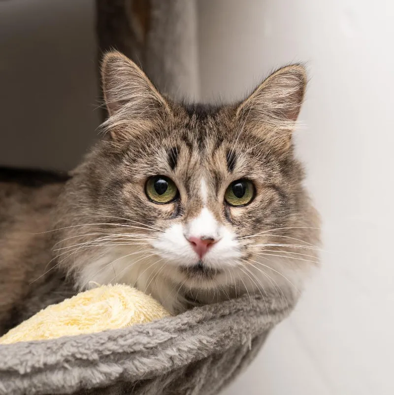An adult small-sized female Domestic Medium Hair cat named Starlight for adoption in Los Angeles, CA
