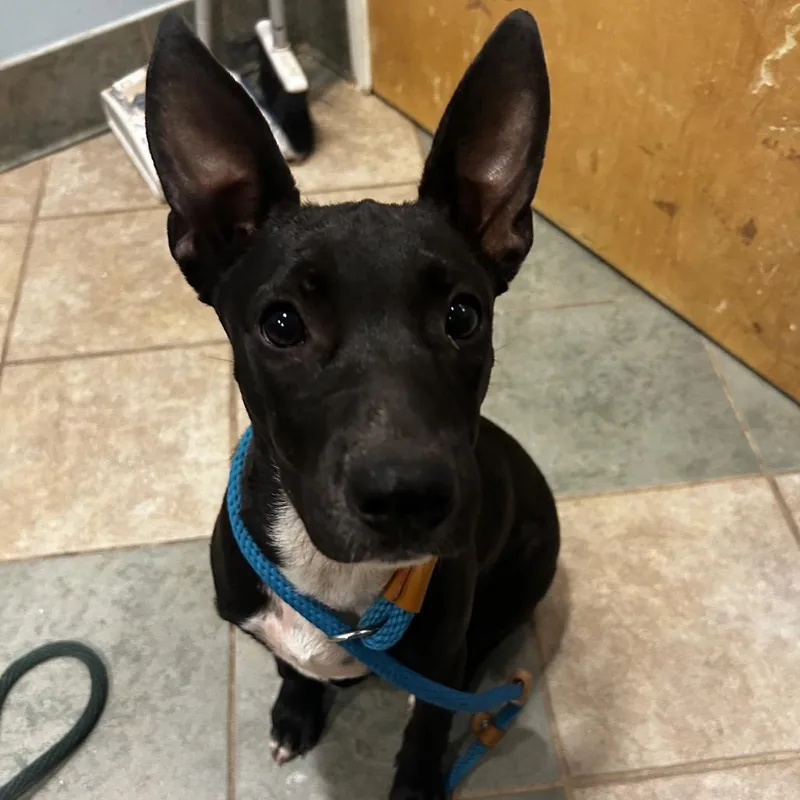 A baby medium-sized female Black Mixed Breed dog named Mabel for adoption in Chattanooga, TN