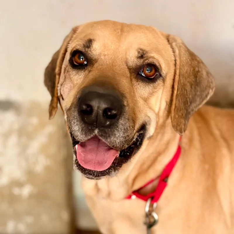 An adult large-sized male Black Mouth Cur dog named Tony Soprano for adoption in Austin, TX
