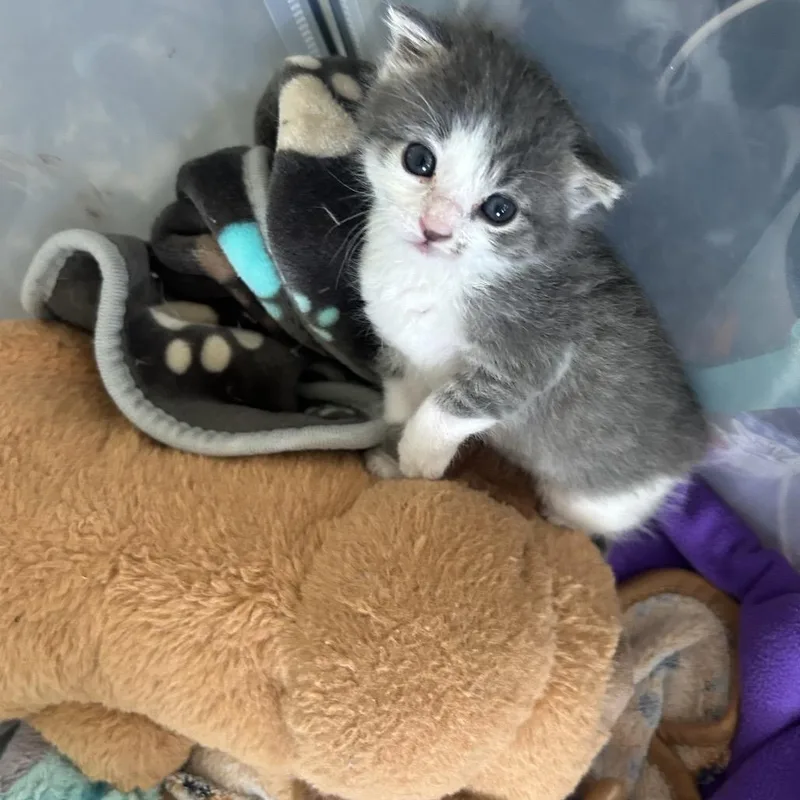 A baby small-sized male Gray / Blue / Silver Domestic Short Hair cat named Archer for adoption in Greensboro, NC