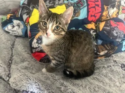 A baby medium-sized female Tabby (Brown / Chocolate) Domestic Short Hair cat named Glory for adoption in Mokena, IL