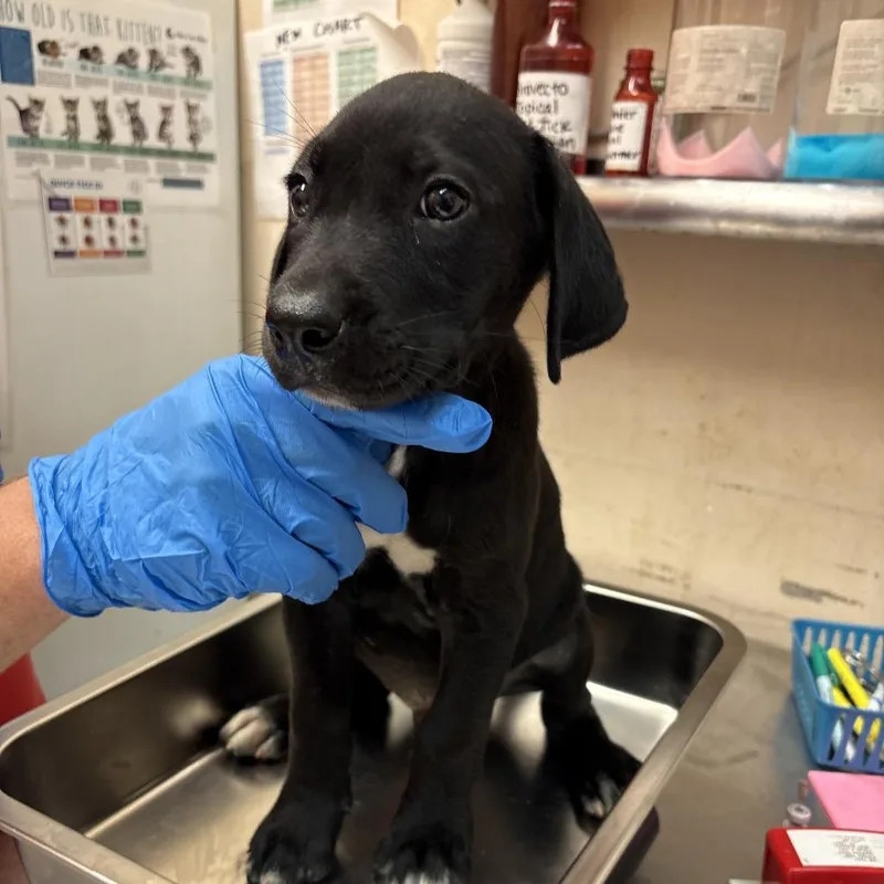 A baby small-sized male Black Terrier dog named Marvin for adoption in Birmingham, AL