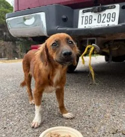 A young medium-sized female Red / Chestnut / Orange Dachshund dog named Penny for adoption in Boulder, CO
