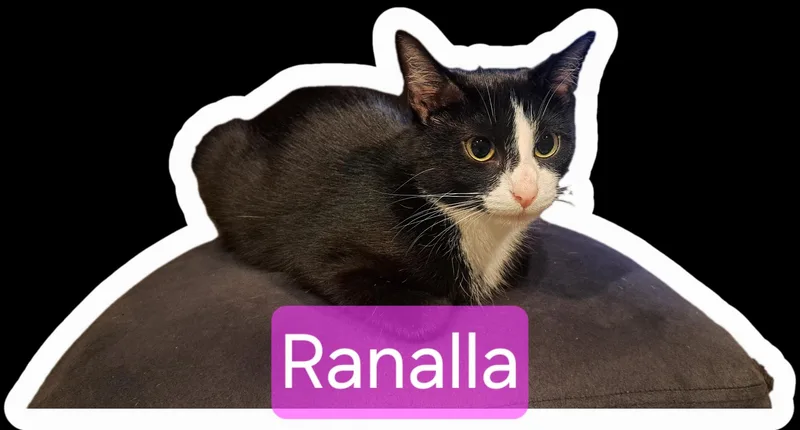 A young medium-sized female Black & White / Tuxedo Domestic Short Hair cat named Ranalla for adoption in Pittsburgh, PA