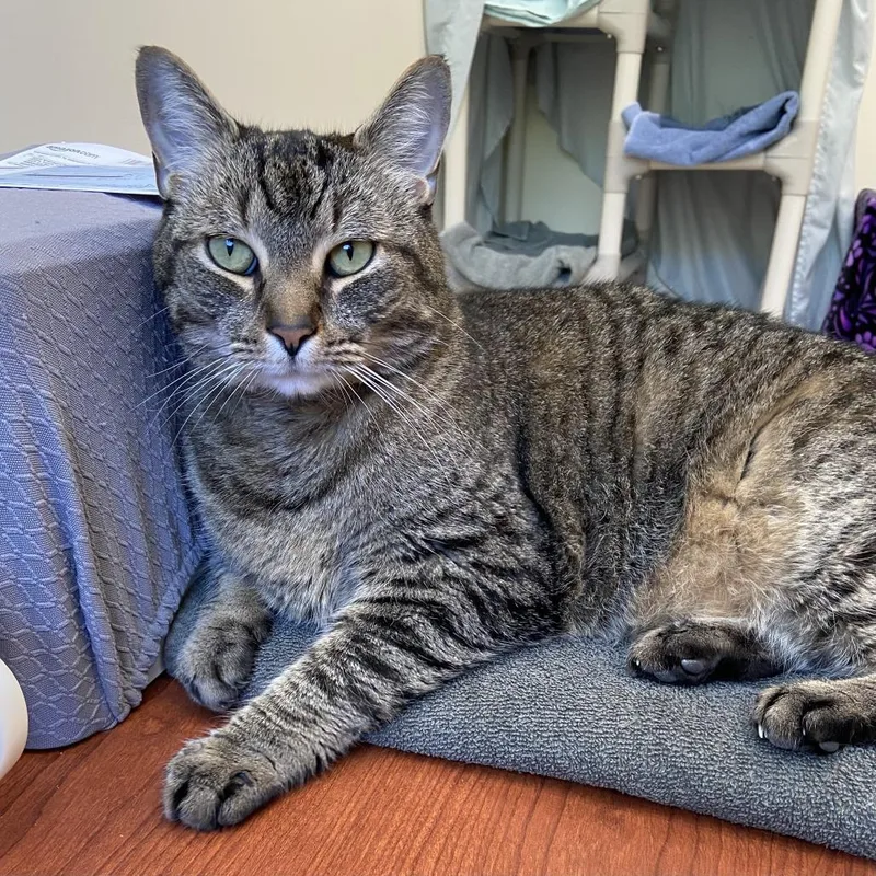 A senior large-sized male Brown / Chocolate Domestic Short Hair cat named Milo for adoption in Springfield, MA
