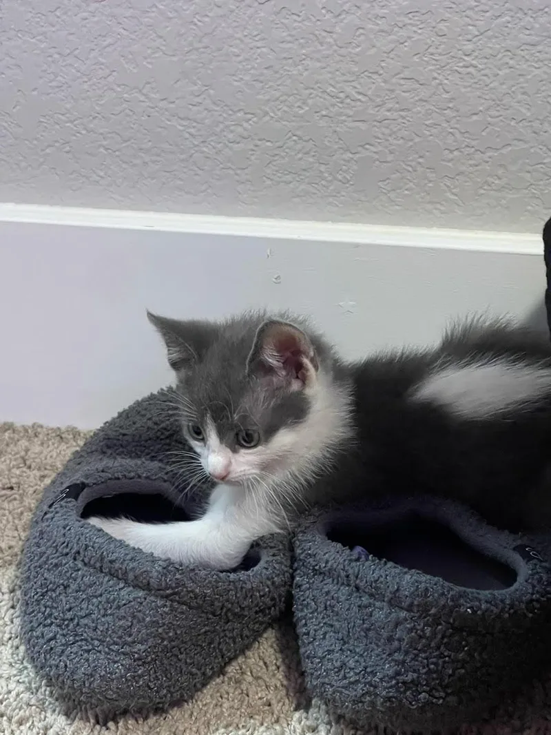 A young medium-sized male Gray / Blue / Silver Domestic Short Hair cat named Magnus for adoption in Fort Collins, CO
