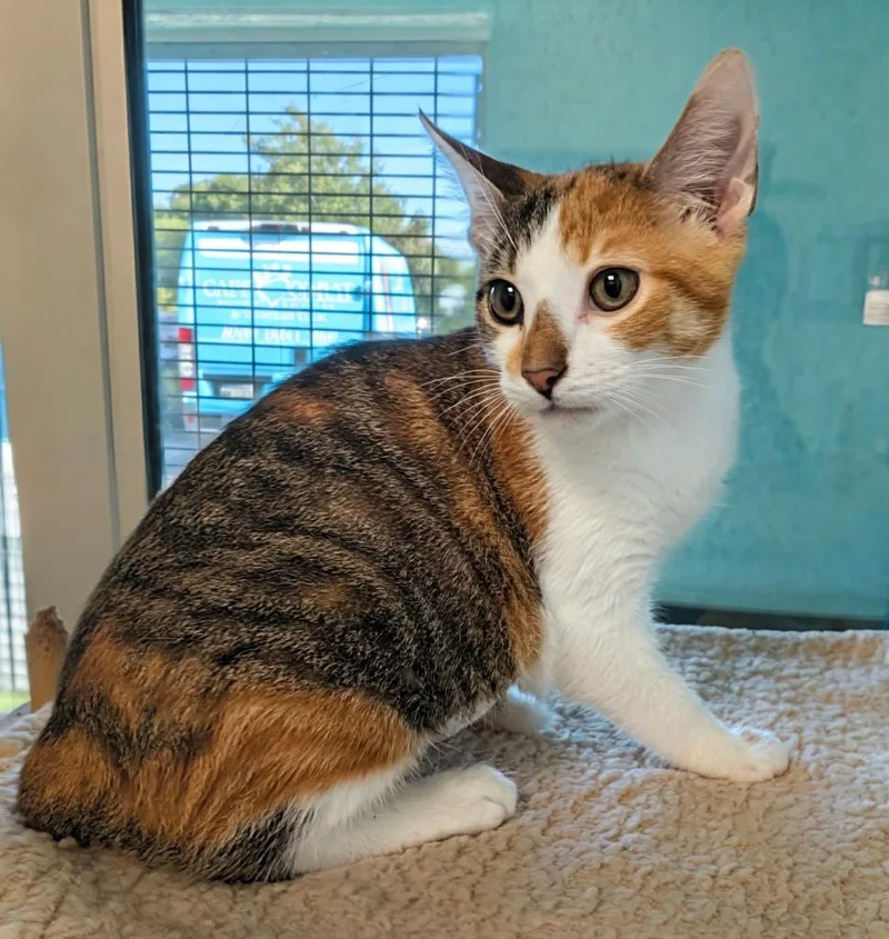 A baby small-sized female Domestic Short Hair cat named Luna for adoption in Cape Coral, FL