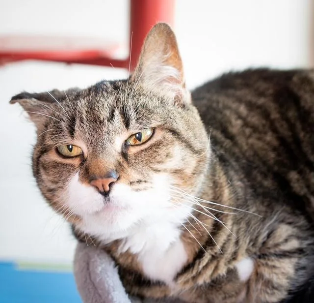 A senior medium-sized female Domestic Short Hair cat named Munchkin for adoption in Boston, MA