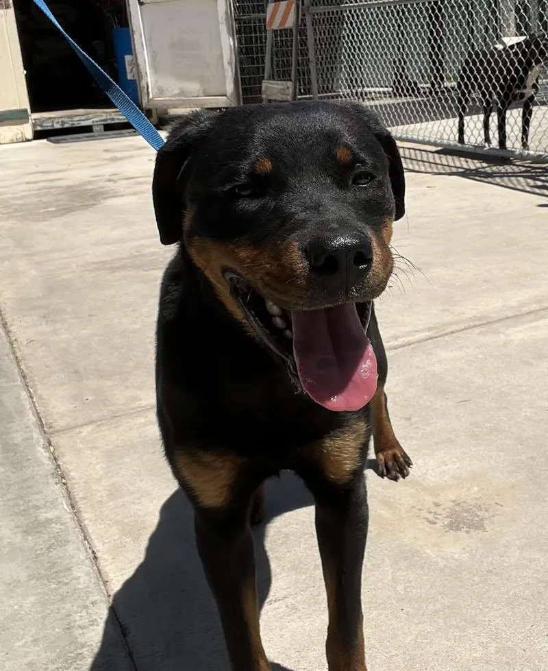 An adult medium-sized male Black Rottweiler dog named Bodie for adoption in Oakdale, CA