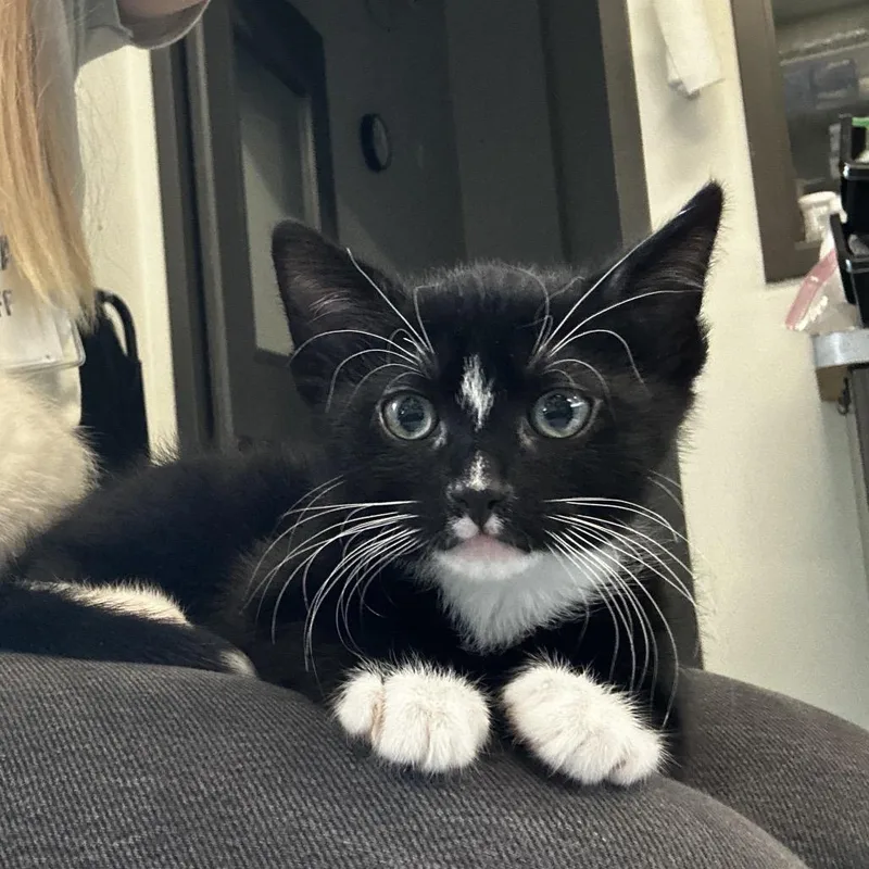 A baby small-sized male Black Domestic Short Hair cat named Miso for adoption in Hinsdale, IL
