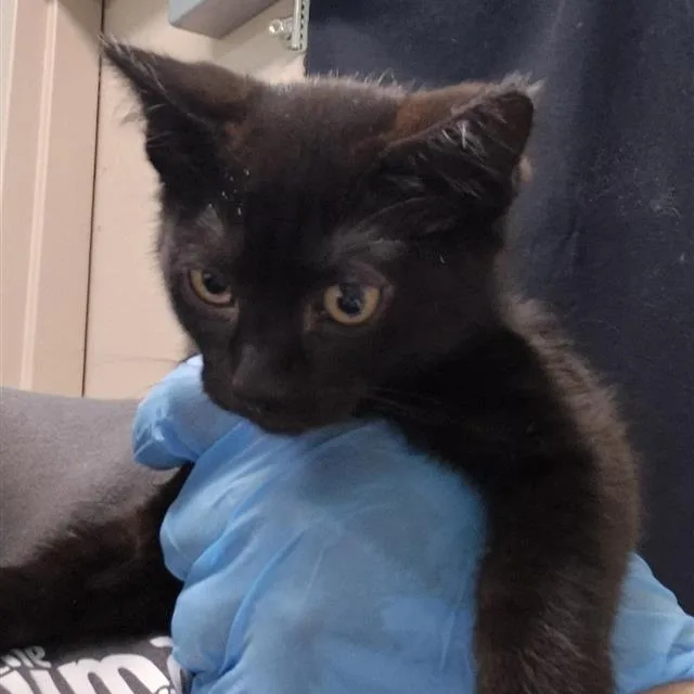 A baby small-sized female Black Domestic Short Hair cat named Polkadot for adoption in Tacoma, WA