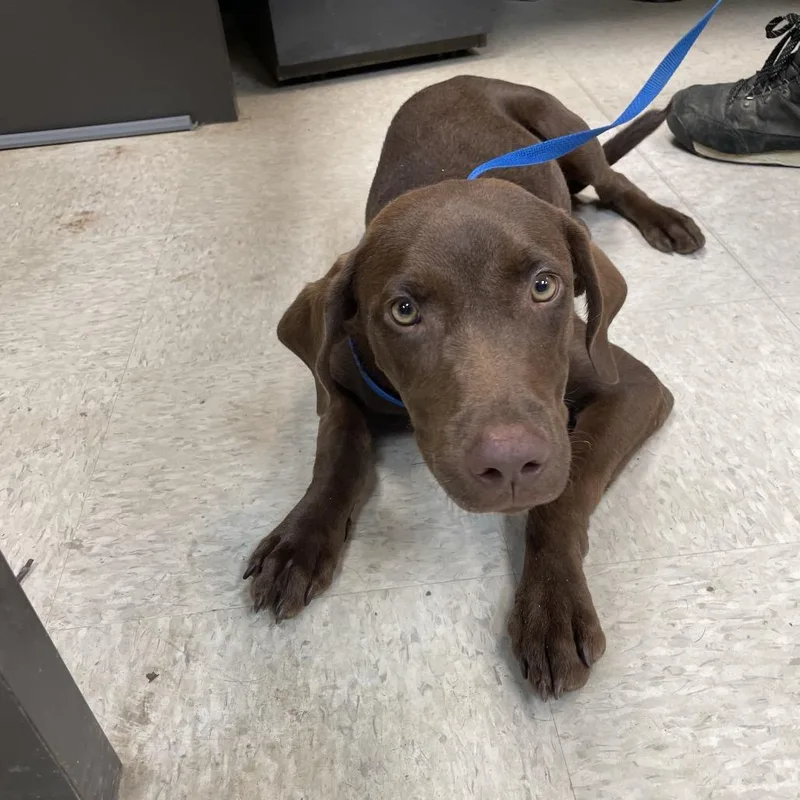 A young medium-sized male Brown / Chocolate Mixed Breed dog named Smithy for adoption in Columbus, GA