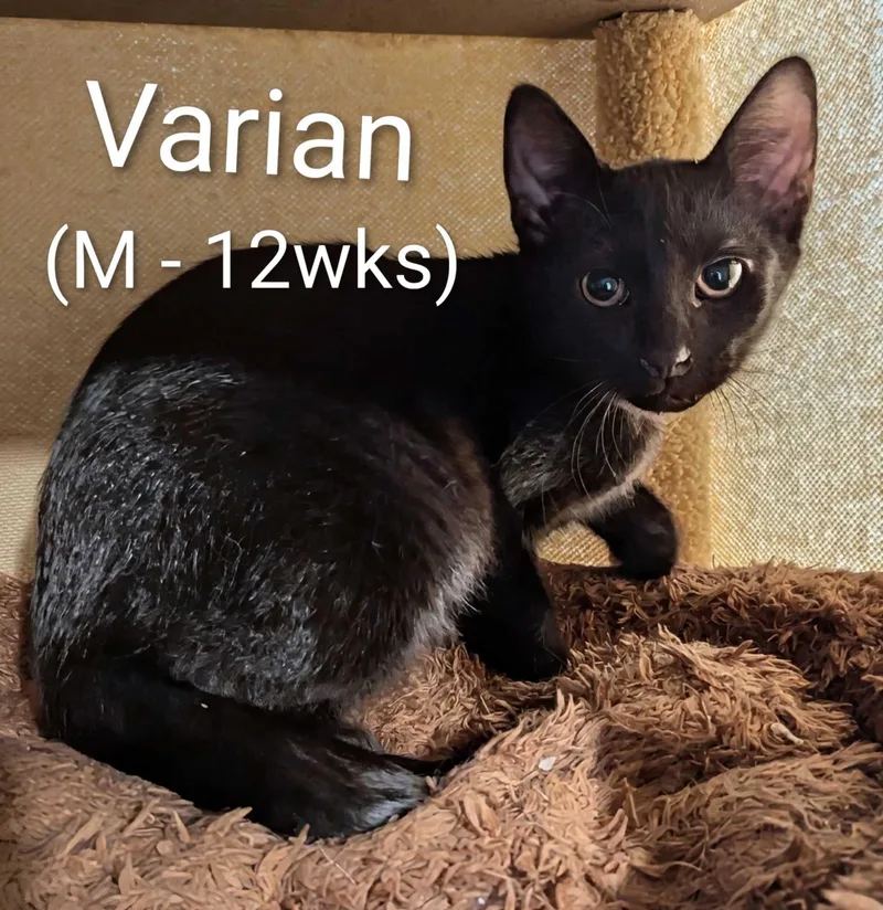 A young small-sized male Black Domestic Short Hair cat named Varian for adoption in Seven Valleys, PA
