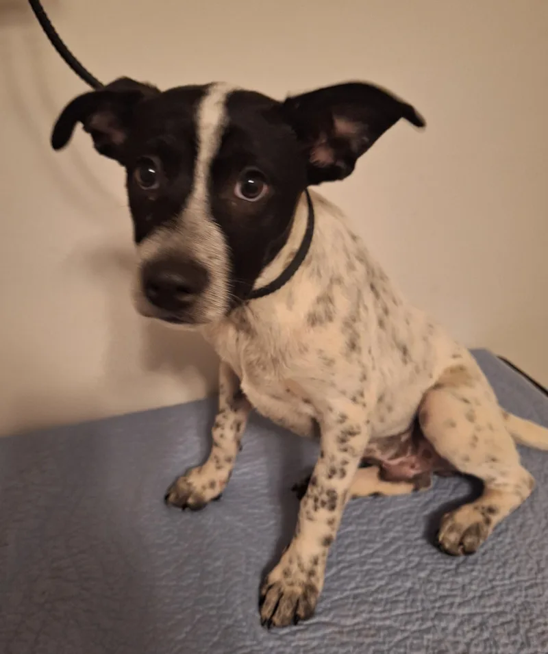 A baby medium-sized male Black Feist dog named Colt for adoption in Melbourne, AR