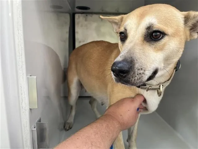 A young large-sized female Siberian Husky dog named A for adoption in Houston, TX