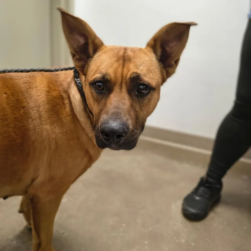 A young medium-sized female Red / Chestnut / Orange Mixed Breed dog named Cherry for adoption in Tulsa, OK