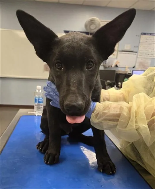 A baby large-sized male German Shepherd Dog dog named Gene for adoption in Phoenix, AZ