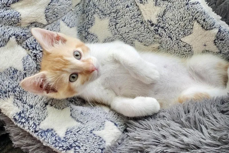 Nigel