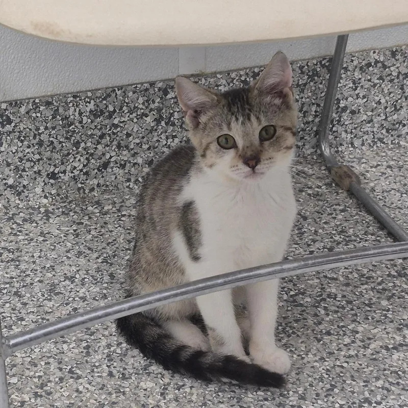 A baby small-sized female Buff / Tan / Fawn Domestic Short Hair cat named Pearl for adoption in Kingman, KS