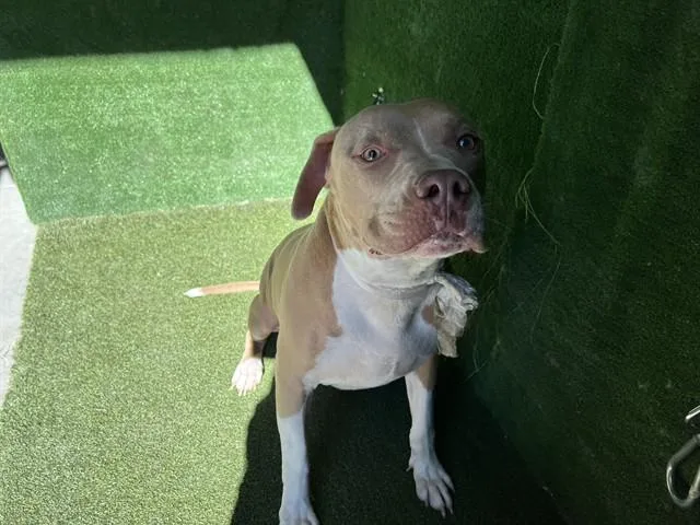 An adult large-sized male Pit Bull Terrier dog named Mateo for adoption in Lancaster, CA