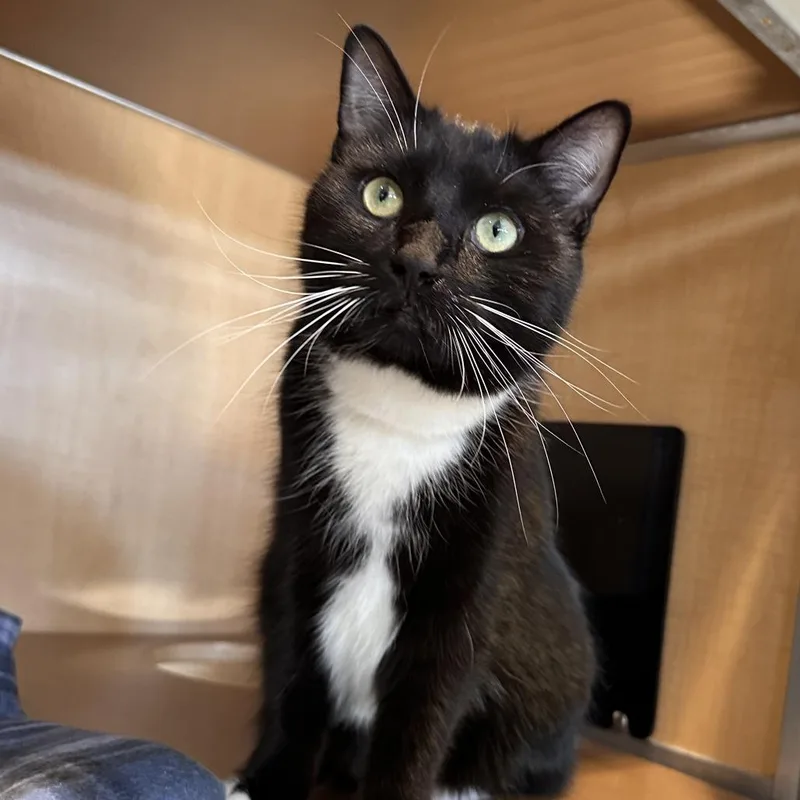 Jacqueline thumbnail 2