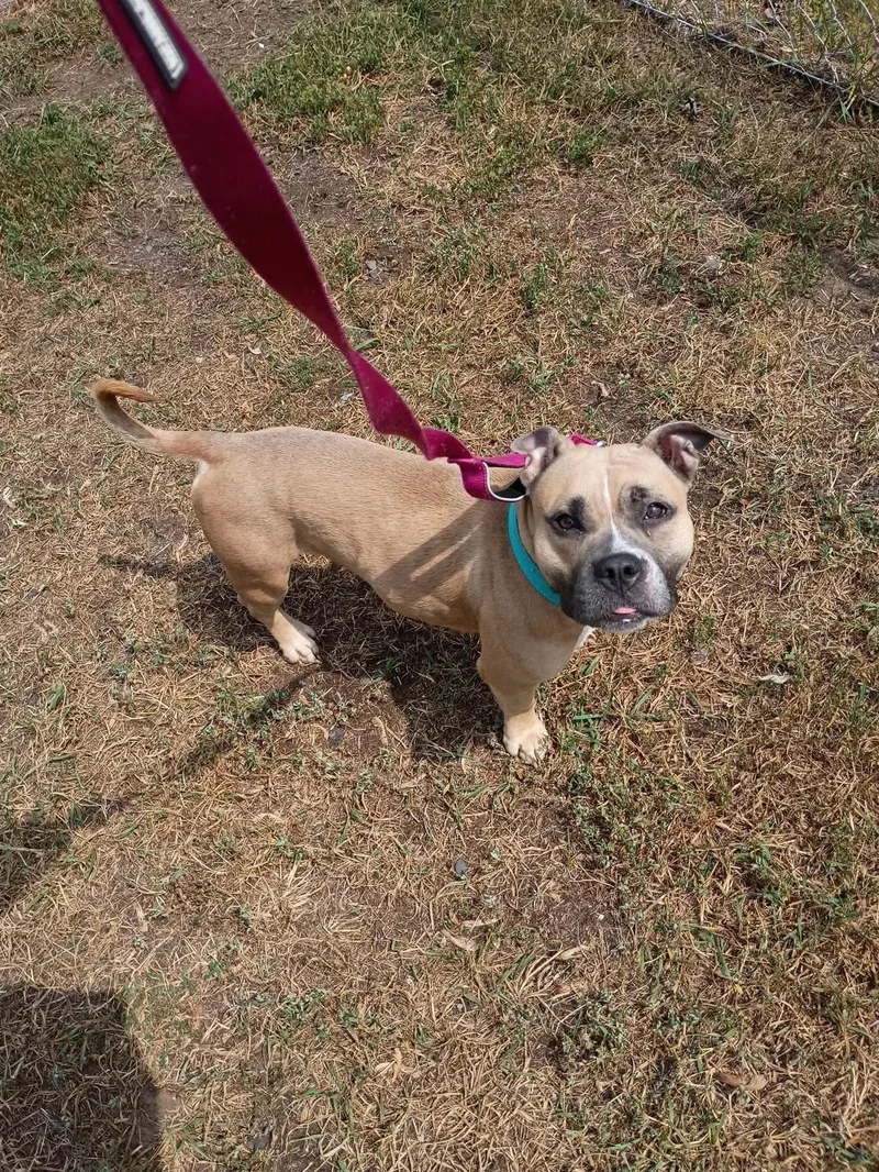 A baby medium-sized female American Staffordshire Terrier dog named Pansy for adoption in Duluth, MN
