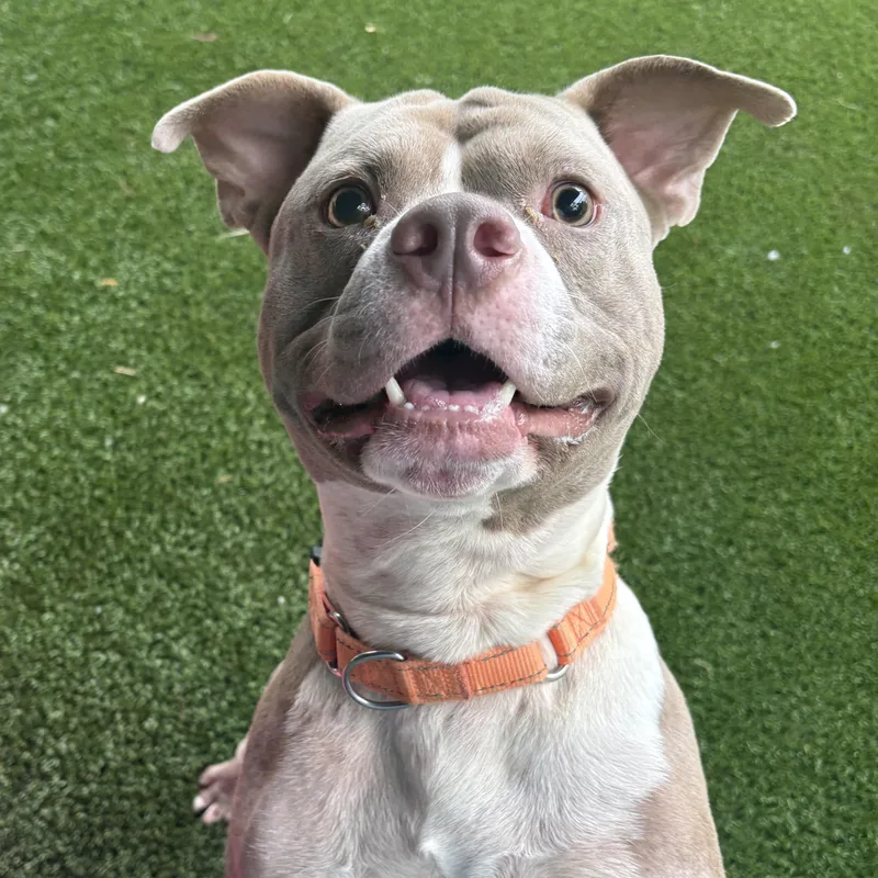 An adult medium-sized male Gray / Blue / Silver Pit Bull Terrier dog named Rooney for adoption in Eatontown, NJ