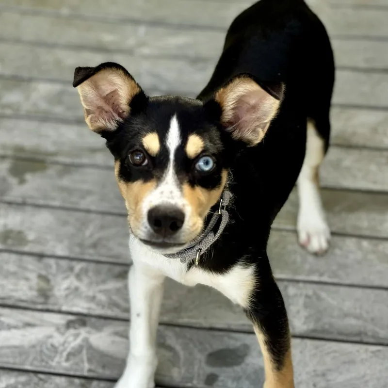 A baby medium-sized male Black Husky dog named Rolly Polly for adoption in Bradenton, FL