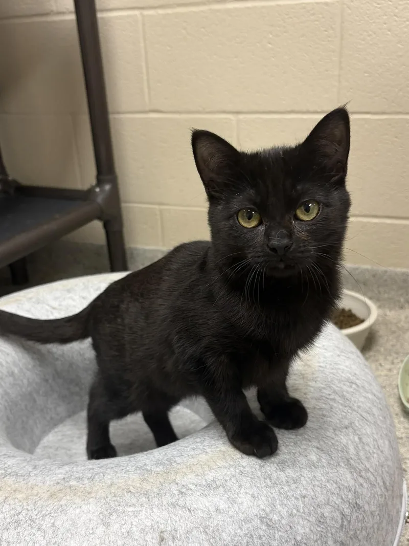 A young small-sized female Black Domestic Short Hair cat named Junebug for adoption in Valparaiso, IN