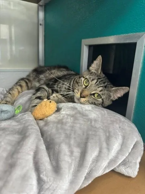 An adult medium-sized male Domestic Short Hair cat named Boomer for adoption in Naples, FL