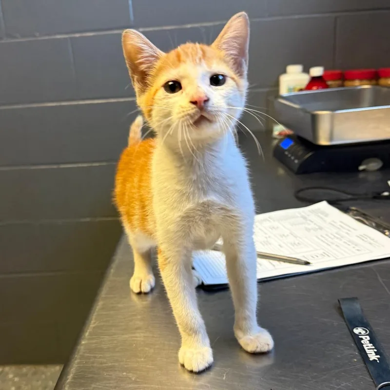 A baby small-sized male Orange / Red Domestic Short Hair cat named TUSCStray for adoption in Tuscaloosa, AL