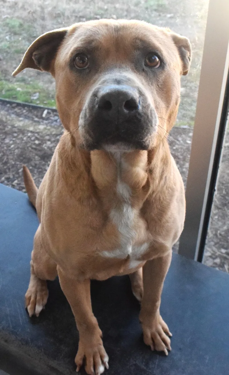 An adult medium-sized male Yellow / Tan / Blond / Fawn Pit Bull Terrier dog named "prince" for adoption in Broken Arrow, OK