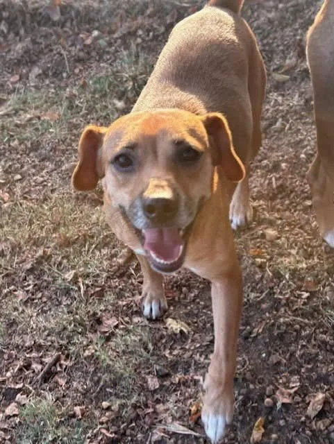A young small-sized female Beagle dog named Dalia for adoption in Tunica, MS