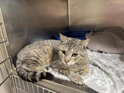 An adult large-sized male Domestic Short Hair cat named Purrcy for adoption in Clarks Summit, PA